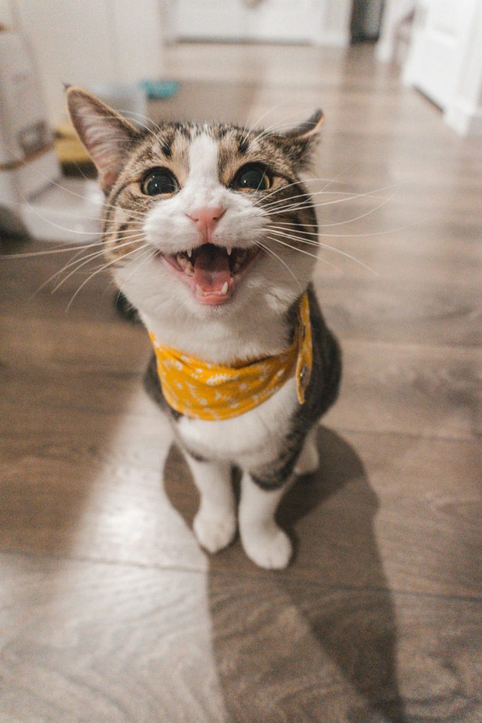 bean the cat