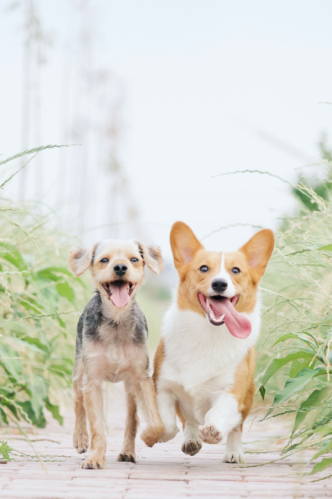 white-and-brown-corgi-besides-brown-dog-1vgfqdcux-4